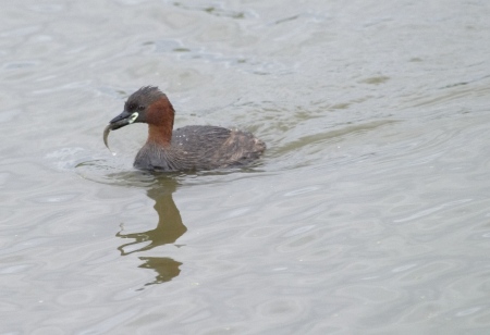 Cabusset (Tachybaptus Ruficollis)