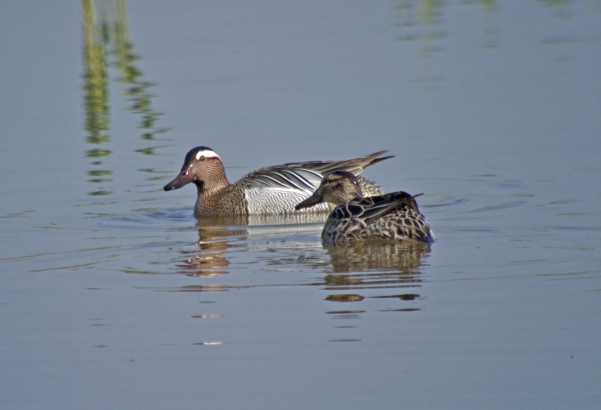 Xarrasclet (Anas querquedula)