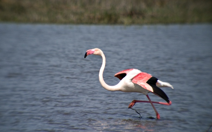 Flamenc (Phoenicopterus ruber) 1