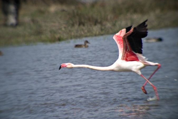 Flamenc (Phoenicopterus ruber) 2