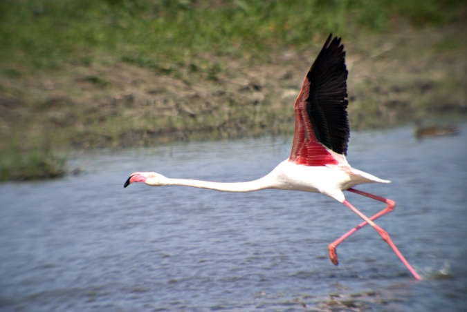 Flamenc (Phoenicopterus ruber) 3