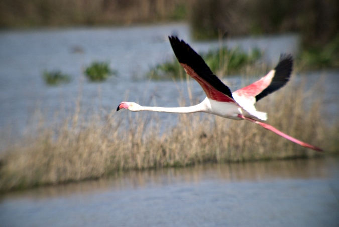 Flamenc (Phoenicopterus ruber) 4