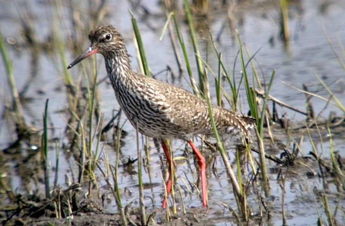 Gamba roja vulgar (Tringa totanus)