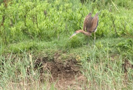 Agró Roig (Ardea purpurea)