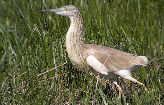 Martinet Ros (Ardeola ralloides)