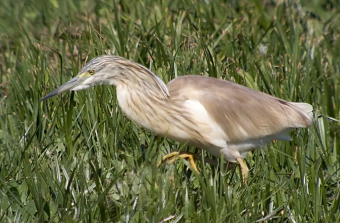 Martinet Ros (Ardeola ralloides)