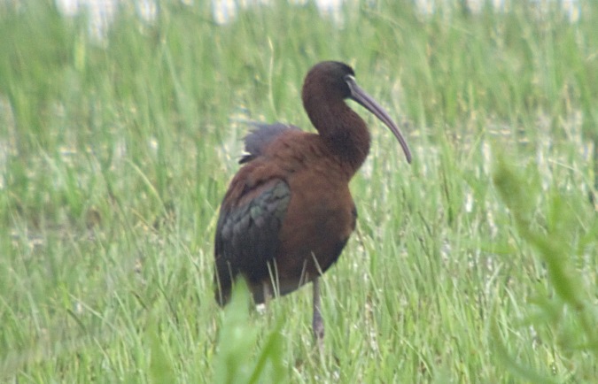 Capó reial (Plegadis falcinellus)