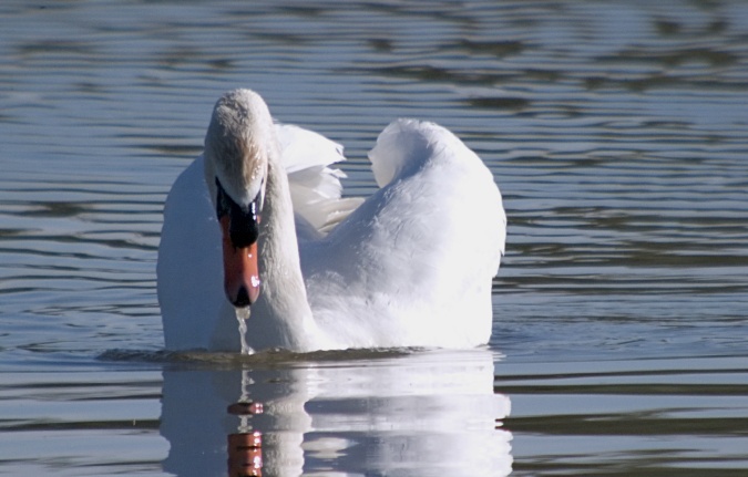 Cigne Mut (Cygnus olor)