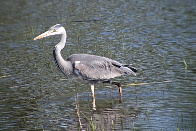 Bernat Pescaire (ardea cinerea)