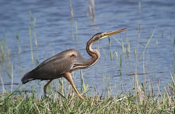 Agró Roig (Ardea purpurea)