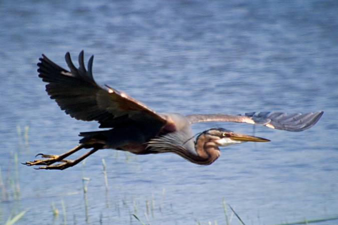 Agró roig (Ardea purpurea)