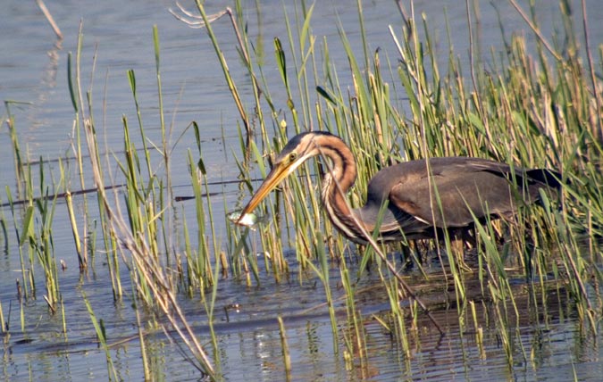 Agró roig (Ardea purpurea) 2 de 3