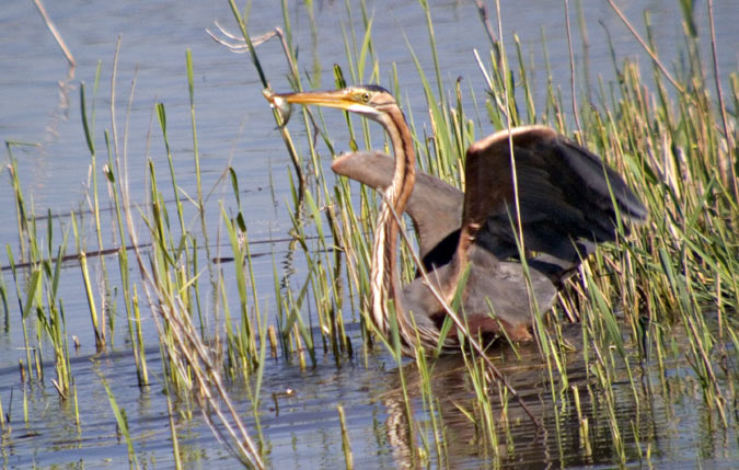 Agró roig (Ardea purpurea) 3 de 3