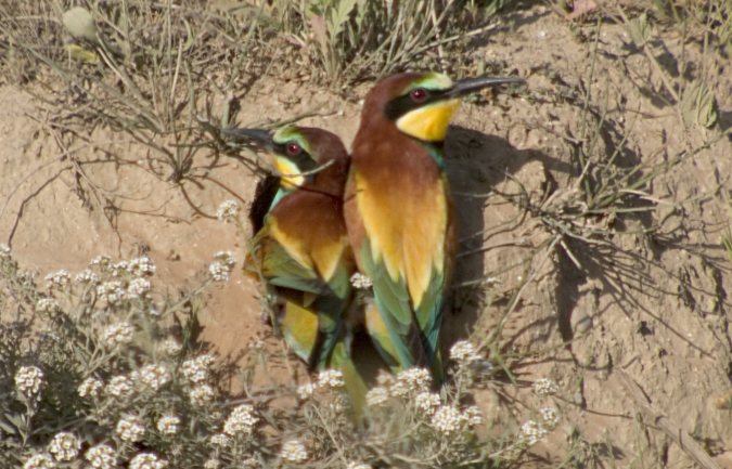 Abellerol (Merops apiaster)