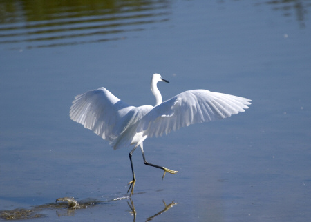 Martinet Blanc (Egretta garzetta)