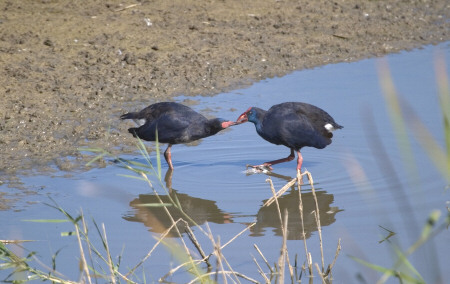 Polla Blava (Porphyrio Porphyrio)