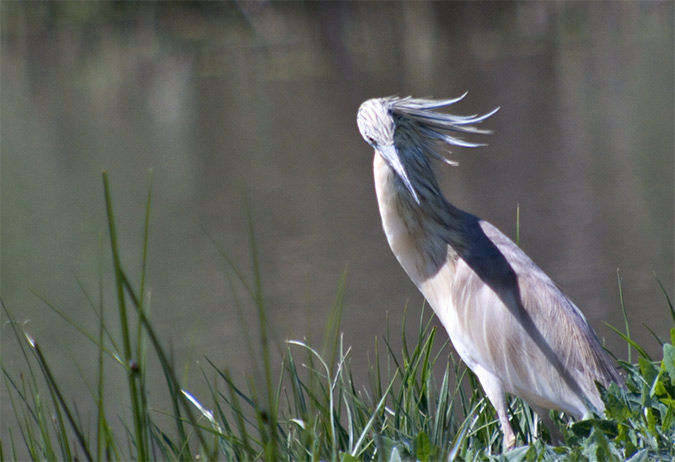 Martinet ros. (Ardeola ralloides)