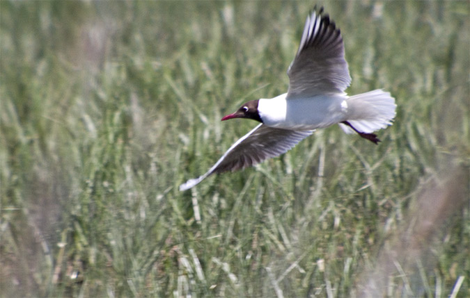 Gavina vulgar (Larus ridibundus)