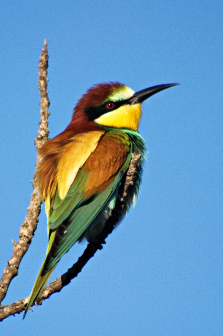 Abellerol.(Merops apiaster)