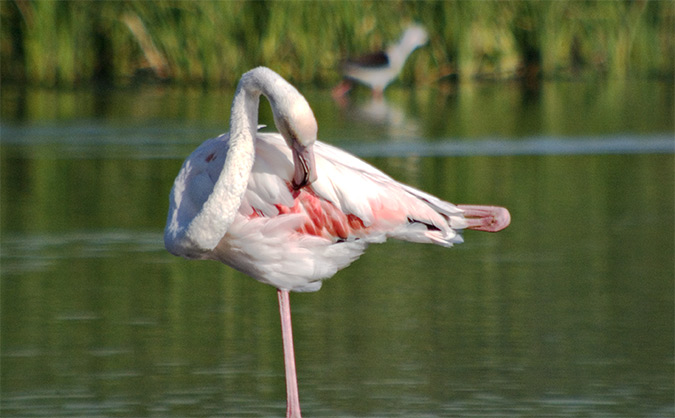 Flamenc (Phoenicopterus ruber)