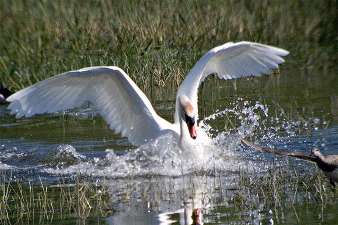 Cigne mut (Cygnus olor)