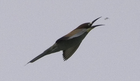 Abellerol (Merops apiaster)