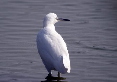 Martinet Blanc (Egretta Garzetta)