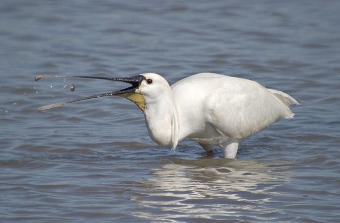 Becplaner (Platalea leucorodia)