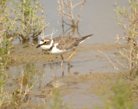 Corriol petit ( Charadrius Dubius )