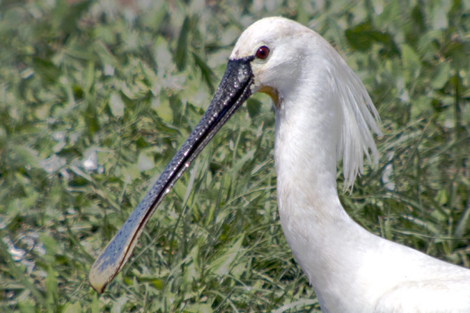 Becplaner (Platalea leucorodia)