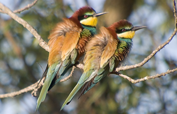 Abellerols (Merops apiaster)