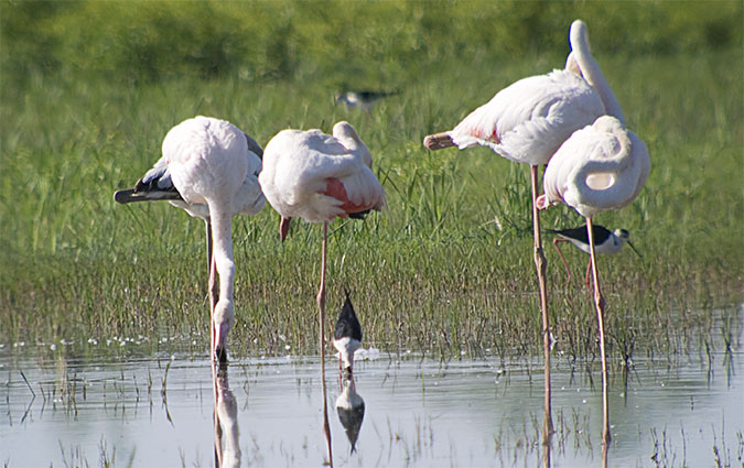 Flamenc (Phoenicopterus ruber)