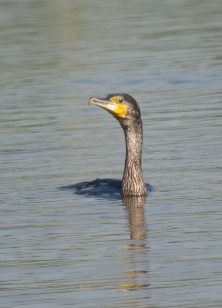 Corb Marí  gros (Phalacrocorax carbo)