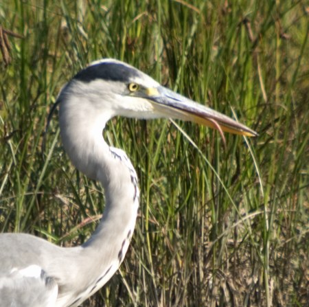 Bernat Pescaire. ( Ardea cinerea )