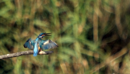 Blauet (Alcedo atthis)