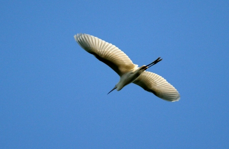 Martinet Blanc (Egretta garzetta )