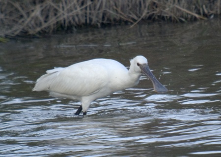 Becplaner ( Platalea leucodoria)