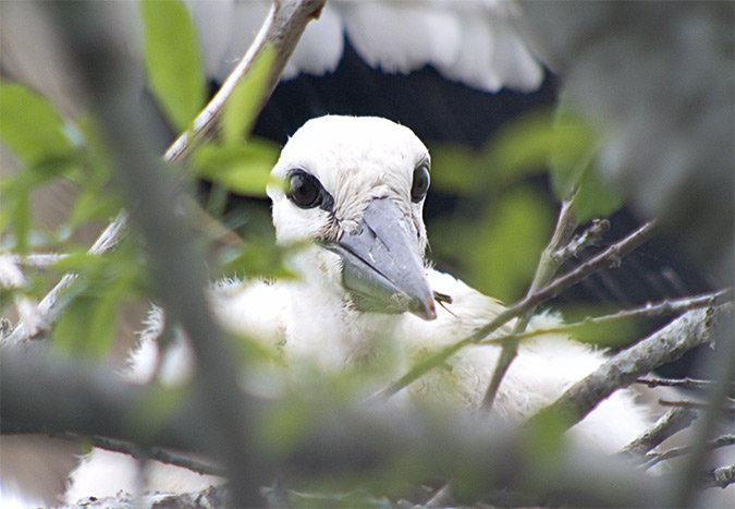 Cigonya blanca (Ciconia ciconia).