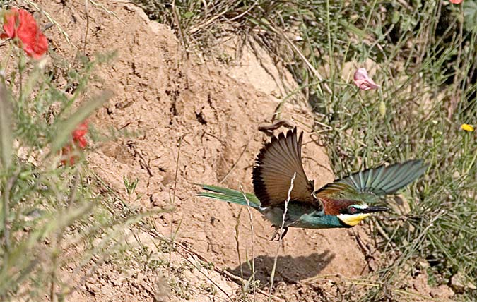 Abellerol (Merops apiaster)