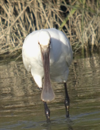 Becplaner (Jove). Platalea leucorodia