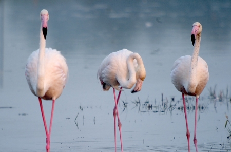 Flamenc (Phoenicopterus ruber)