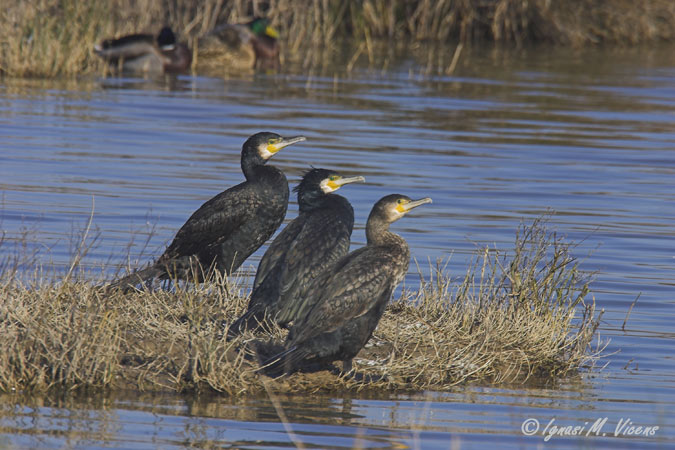 Cormoranes