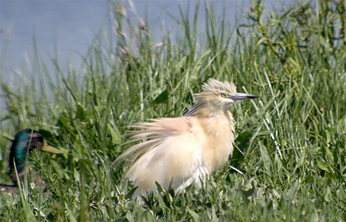 Martinet ros.(Ardeola ralloides)