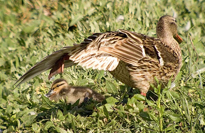 Anec collverd.Femella (Anas platyrhynchos)