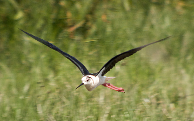 Cames llargues (Himantopus himantopus)