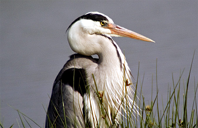 Bernat pescaire (Ardea cinerea)