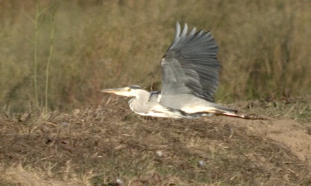 Bernat Pescaire. (Ardea cinerea)