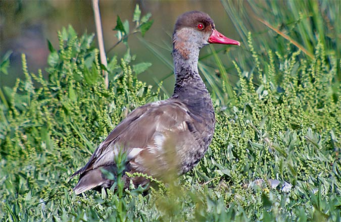 Xibec (Netta rufina)