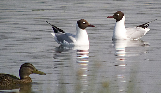 Gavina vulgar (Larus ridibundus)