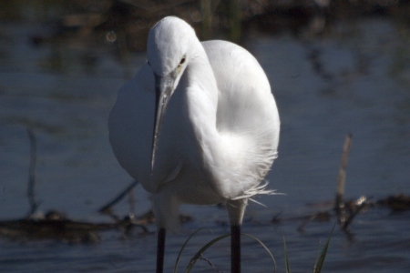 Martinet Blanc (Egretta garzetta)